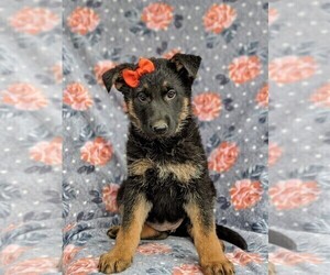 German Shepherd Dog Puppy for sale in LANCASTER, PA, USA