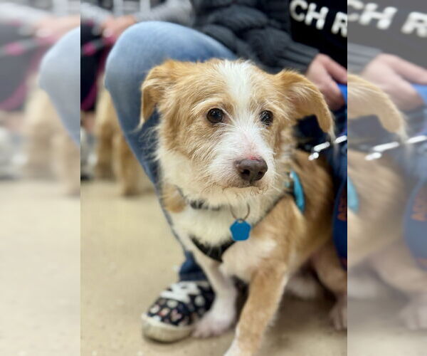 Medium Photo #2 Mutt Puppy For Sale in Mundelein, IL, USA