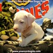 Small Photo #267 Dogo Argentino Puppy For Sale in JANE, MO, USA