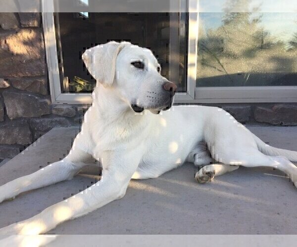 Medium Photo #1 Labrador Retriever Puppy For Sale in LOGAN, UT, USA