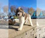 Small Photo #2 Labradoodle Puppy For Sale in FRANKLIN, IN, USA