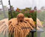 Small #1 Golden Retriever