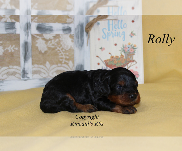 Medium Photo #3 Cavapoo Puppy For Sale in CHANUTE, KS, USA