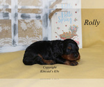 Small Photo #3 Cavapoo Puppy For Sale in CHANUTE, KS, USA