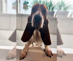 Small #1 Basset Hound
