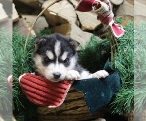 Siberian Husky Puppy for sale in CATAWISSA, PA, USA