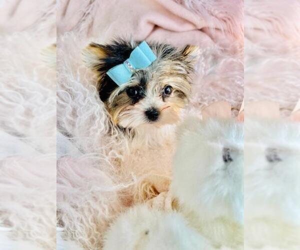 Medium Photo #2 Yorkshire Terrier Puppy For Sale in PEMBROKE PINES, FL, USA