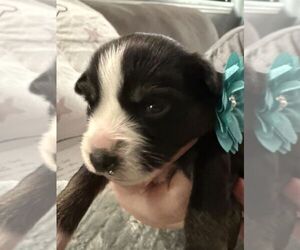 Australian Shepherd Puppy for sale in WEBSTER, FL, USA