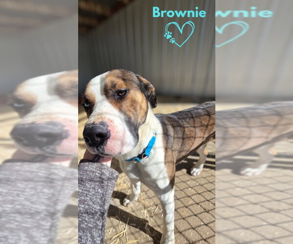 Medium Photo #4 Boxer-Unknown Mix Puppy For Sale in Monte Vista, CO, USA
