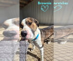 Small #3 Boxer Mix
