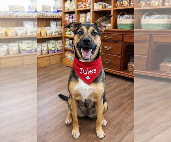 Medium Photo #4 German Shepherd Dog Puppy For Sale in Euless, TX, USA