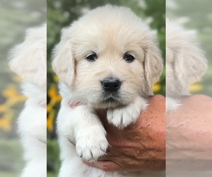 English Cream Golden Retriever Puppy for sale in KNOX, IN, USA