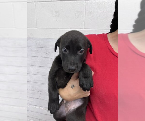 Medium Photo #1 Labrador Retriever-Unknown Mix Puppy For Sale in San Bernardino, CA, USA