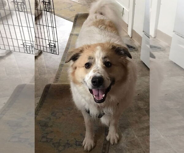 Medium Photo #6 Great Pyrenees Puppy For Sale in Spring, TX, USA