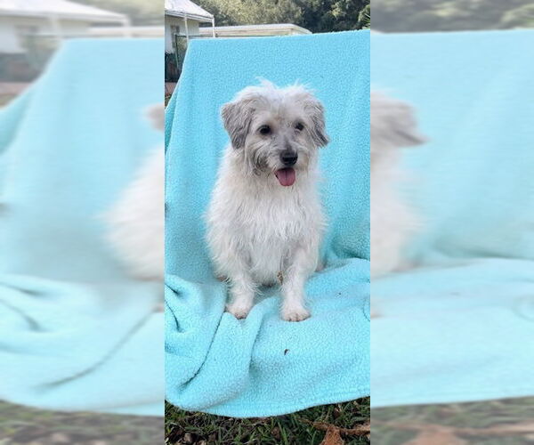 Medium Photo #3 Mal-Shi Puppy For Sale in Weston, FL, USA