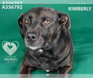 Labrador Retriever-Unknown Mix Dogs for adoption in Stockton, CA, USA