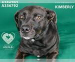 Small Labrador Retriever Mix