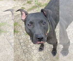 Small #7 Labrador Retriever Mix