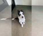 Small #2 Mutt