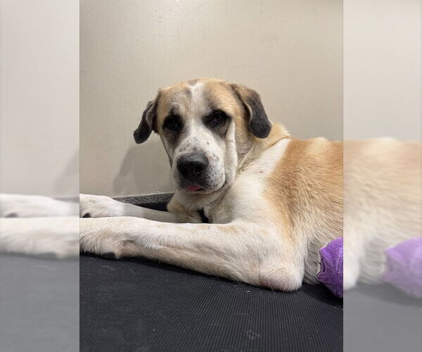 Medium Photo #1 Saint Bernard-Unknown Mix Puppy For Sale in Louisville, KY, USA