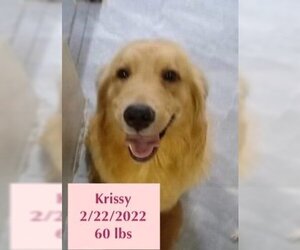 Golden Retriever Dogs for adoption in West Hollywood, CA, USA