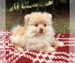 Small #3 Pomeranian