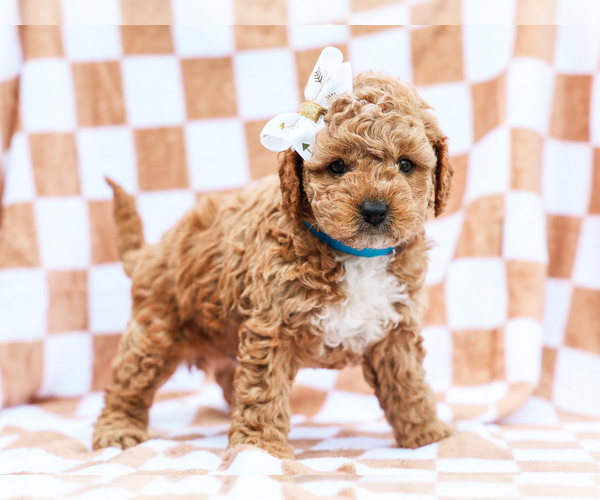 Medium Photo #2 Cavapoo mix (+ Poodle Miniature) Puppy For Sale in LIBERTY, KY, USA