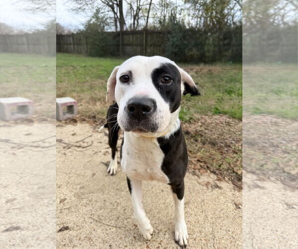 Medium Photo #1 American Staffordshire Terrier-Unknown Mix Puppy For Sale in Jackson, MS, USA