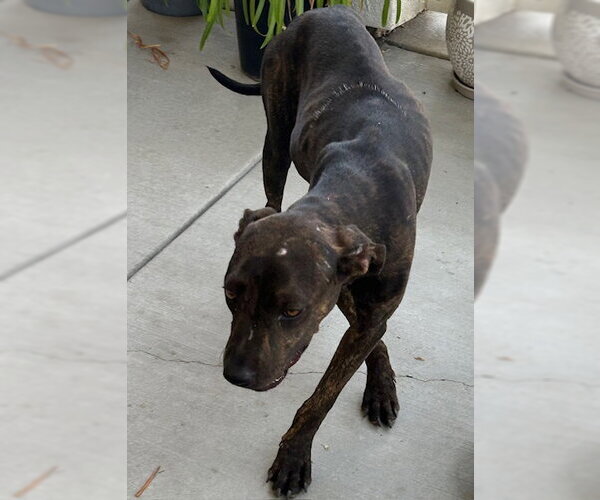 Medium Photo #1 Mutt Puppy For Sale in HESPERIA, CA, USA