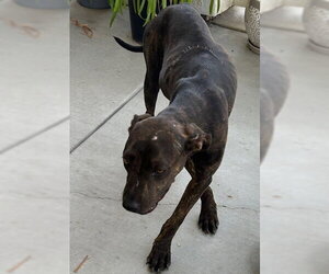 Mutt Dogs for adoption in HESPERIA, CA, USA