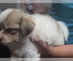 Small #34 Maltipom-Pomeranian Mix