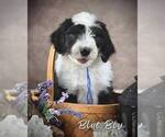 Puppy Blue String Sheepadoodle