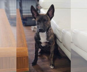 Mutt Dogs for adoption in Salt Lake City, UT, USA