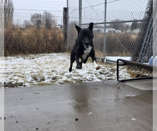 Medium Photo #6 Borador Puppy For Sale in Monte Vista, CO, USA