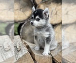 Small Photo #23 Alaskan Klee Kai-Pomsky Mix Puppy For Sale in STAPLES, MN, USA
