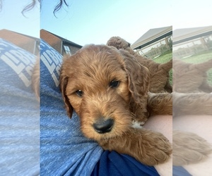Goldendoodle Puppy for Sale in COTTONTOWN, Tennessee USA