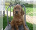 Small Photo #2 Golden Irish Puppy For Sale in BLAIN, PA, USA