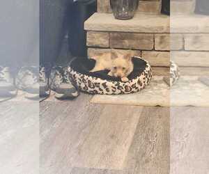 Chiranian Puppy for sale in EDGEMOOR, SC, USA