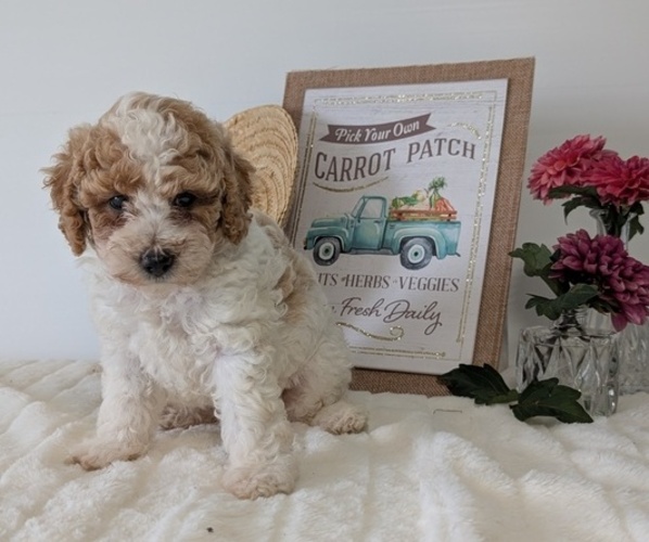 Medium Photo #3 Poodle (Miniature) Puppy For Sale in GOSHEN, IN, USA