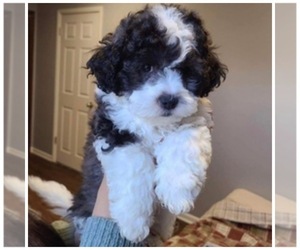 Maltipoo Puppy for sale in OAK LAWN, IL, USA