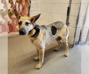 German Shepherd Dog-Unknown Mix Dogs for adoption in San Bernardino, CA, USA