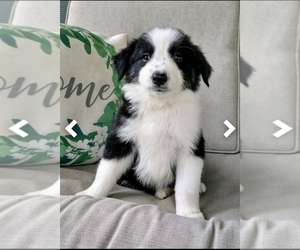Border Collie Puppy for Sale in NEW YORK MILLS, Minnesota USA