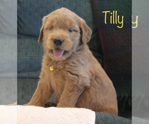 Goldendoodle Dog for Adoption in SQUAW VALLEY, California USA