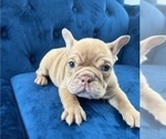 Small Photo #1 English Bulldog Puppy For Sale in PORTLAND, OR, USA
