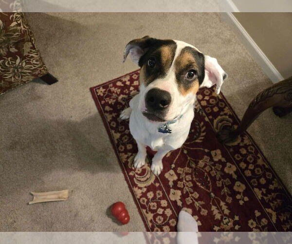 Medium Photo #3 Mutt Puppy For Sale in Springdale, PA, USA