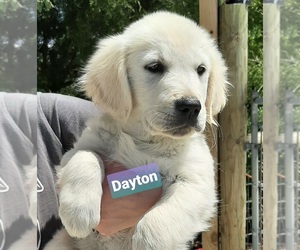 Golden Retriever Puppy for sale in BLOUNTVILLE, TN, USA