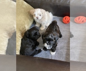 Shih-Poo-ShihPoo Mix Puppy for sale in SUGAR HILL, GA, USA