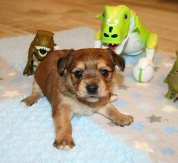 Morkie Puppy for sale in PORT CHARLOTTE, FL, USA
