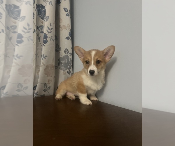 Medium Photo #65 Pembroke Welsh Corgi Puppy For Sale in DURHAM, CT, USA