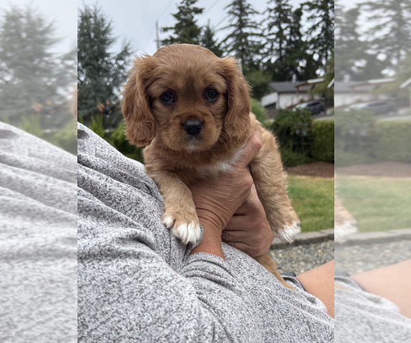 Medium Photo #1 Cavachon Puppy For Sale in OLYMPIA, WA, USA